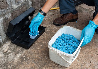  Ratten bestrijden met gif